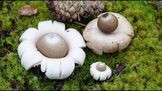 Geastrum fimbriatum - Estrella de tierra  - Sessile Earthstar