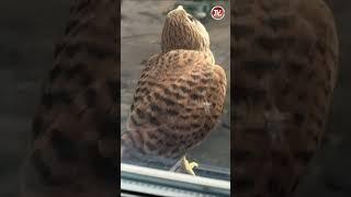  The falcon decided to fly to visit a resident of the Butyrsky district of Moscow #shorts
