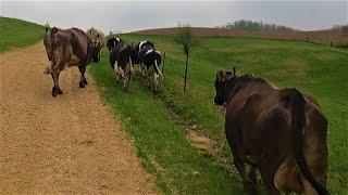 Moving Cows to Pasture!