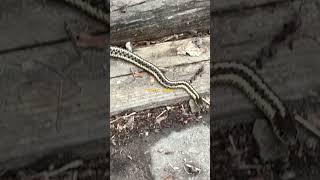 Garter snake aka garden snake #Snake #Gartersnake #Gardensnake