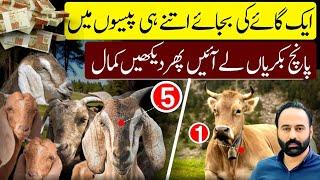 Profit in Goat Farming | Chakwal Goat Farm | Majid Shabbir | 18 June 2025 |