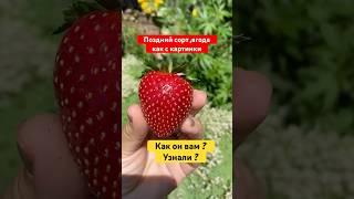 Поздний сорт клубники,который выглядит как будто бы с картинки #клубника #дача #огород #лучшиесорта