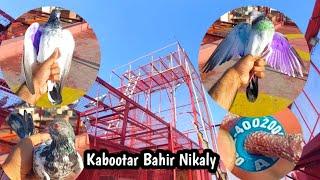 Kabootar Bahir Nikaly Sath 3 Kabutar Pakray | Hashim Mahmood Pigeons