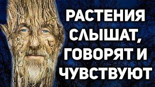 Живые Души Деревьев. У растений есть Разум. Научные доказательства.