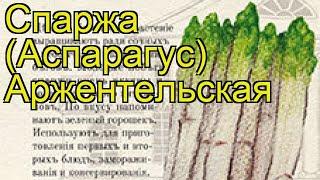 Спаржа Аржентельская (Спаржа). Краткий обзор, описание характеристик, где купить семена aspáragus