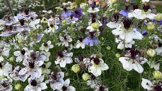 Grow-A-Long Nigella