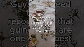 Guinea pigs are one of the best small pets