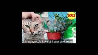 Hah...Mata Kucing Hampir Keluar  Ampuh Pakai Obat Ini  #shorts #kucing #sakitmata