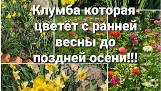 Какие цветы посадить после тюльпанов и нарциссов что бы клумба радовала всё лето. Огород без хлопот