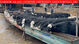 SARDOR AKANI ABERDEEN ANGUS GEREFOD BUQALARI KELDI KAYFIYATI  EKAN NARXLARNI ZOR AYTDI