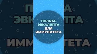 Польза эвкалипта для иммунитета #шишонин #здоровье #эвкалипт