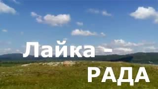 Лайка- РАДА , 2 месяца