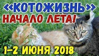 НАЧАЛО ЛЕТА!  КОТОЖИЗНЬ! 1-2 июня 2018