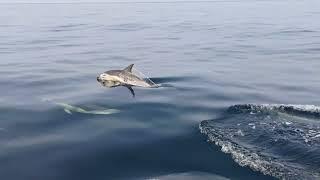 A sailing catamaran tour with Marine Discovery Penzance