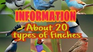 20 TYPES OF FINCH SPECIES