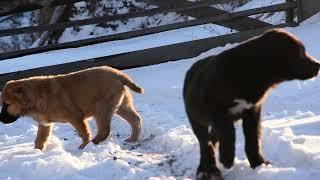 Щенки алабая на прогулке. #puppy #shortvideo #video #animals #shorts