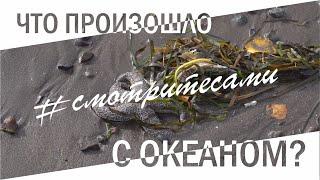 #смотритесами | ЧТО ПРОИЗОШЛО С ОКЕАНОМ НА КАМЧАТКЕ?