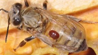 Introduction to Varroa Mites and Integrated Pest Management