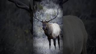 This 6x7 Bull Elk is ready to roll! #hunting #elkhunting #bullelk