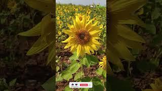 Sun Flower | Beauty of Nature | Youtube Shorts | AgriTech Telugu