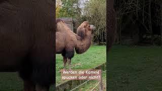 Drei rote Kamele und eine Frage: Werden sie spucken oder nicht?