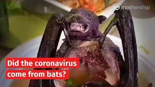 Did the coronavirus outbreak come from bats?