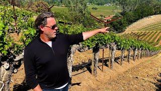 In the Vineyard at Abreu: Madrona Ranch