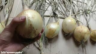 ЛУК и ЧЕСНОК/ Хранение лука и чеснока в квартире/ #garlic #bow