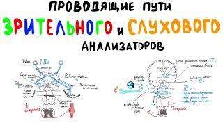 Проводящие пути ЗРИТЕЛЬНОГО и СЛУХОВОГО анализаторов