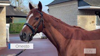 Onesto, a Group 1-Winning Son of Frankel, New to Haras d'Etreham