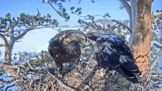 25.03.2022. Алтынычи. Aquila heliaca/Eastern imperial eagle/Солнечный орёл. Амир и Алтынай