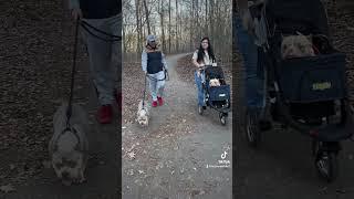 #dog #canis #bullybreed #puppy #canineworld #presacanario #family #família #badbunnymonaco #corso