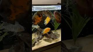 Feeding the South American Cichlid Tank 