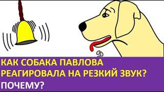 26. Как собака Павлова реагировала на резкий звук? Почему?