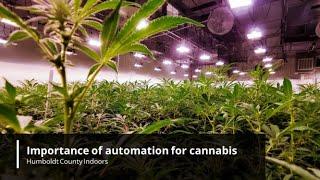 Importance of automation for cannabis production