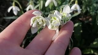 Галантусы Флоре Плено (galanthus nivalis Flore Pleno) в московском парке 29.03.2023