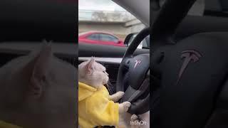 cute cat drive tesla car #shortvideo