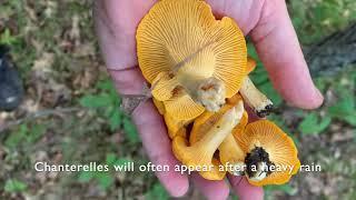 Finding and Harvesting Chanterelles