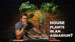 How your houseplants can THRIVE in an aquarium