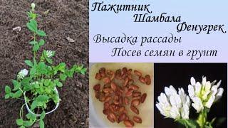 Пажитник (хельба, шамбала, фенугрек). Посев семенами в открытый грунт. Высадка рассады.