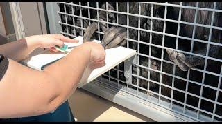 Sanctuary chimpanzees learn to use EKG device to help monitor heart health