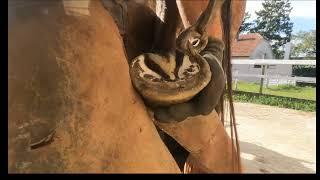 Quick Hoof Makeover ASMR, natural hoof care