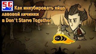 Как инкубировать яйцо лавовой личинки в Don't Starve Together