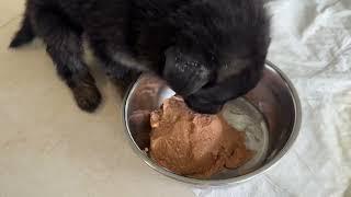 The Puppy That Was Abandoned is Very Hungry! - Takis Shelter