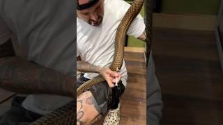 Medicating my King Cobra pt.2 Rusty Update ! #wildlife #reptiles #snake #medicine