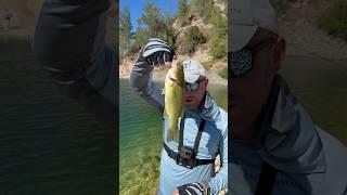 Bass Fishing on Cyprus  #bassfishing #bassfishinglures #bassfishingnation