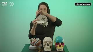 Cranial Sacral Therapy (CST) - Anatomy Overview