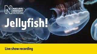 Jellyfish | Live Talk with NHM Scientist