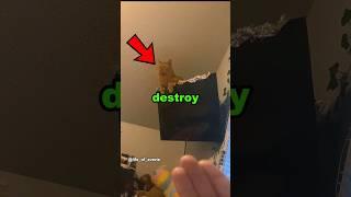 These Cats Like DESTROYING Things #cats #destroy #animal