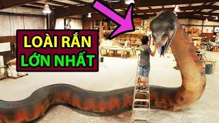 TITANOBOA: As heavy as a Hippo | like to eat Crocodile